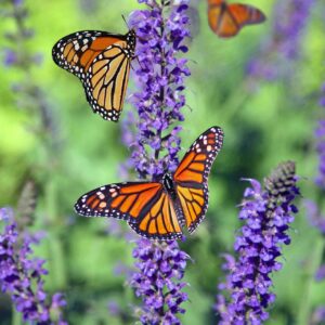 Monarch butterflies on purple flowers