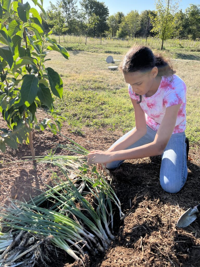 an adolescent student tends to a garden