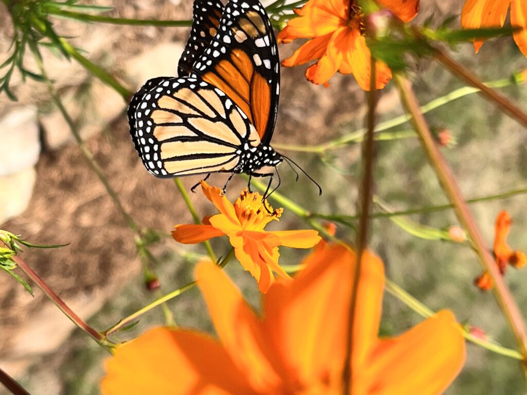 a monarch butterfly lands on an orange flower